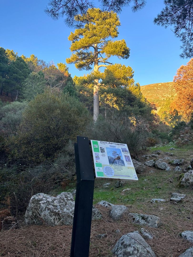 Ruta Pino Aprisquillo