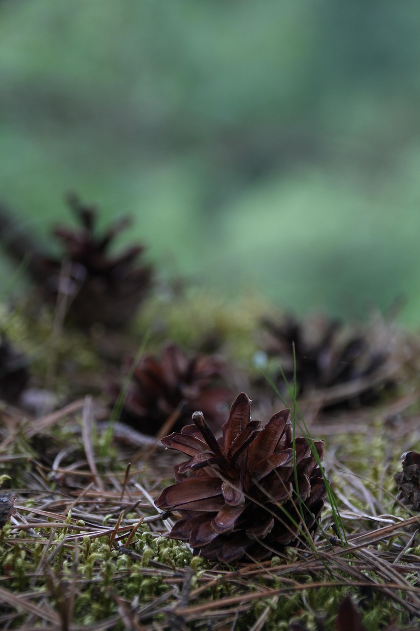 pine cone, spruce, nature, forest, needles, fir, evergreen, woods, pinewood, pine forest